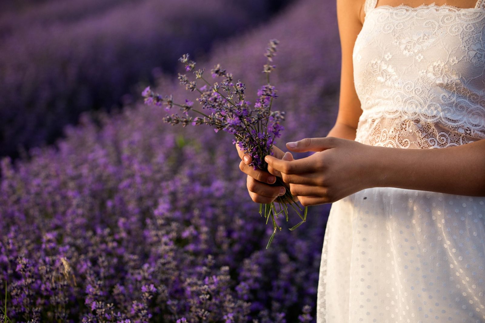 Lavendelfeld im Sommer Frau im hellen Kleid hält einen Strauß Lavendel in einem blühenden Lavendelfeld